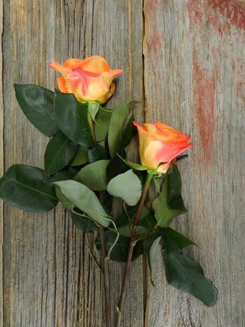 MIRACLE  ORANGE ROSES